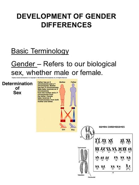 DEVELOPMENT OF GENDER DIFFERENCES Basic Terminology Gender – Refers to our biological sex, whether male or female.