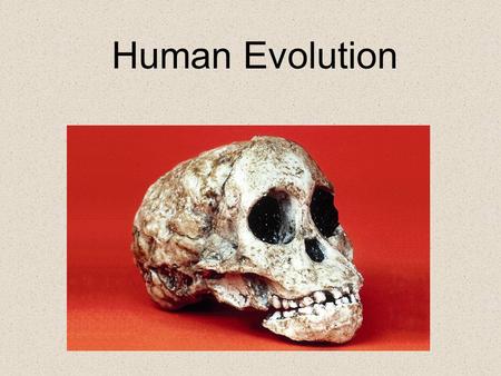 Human Evolution.