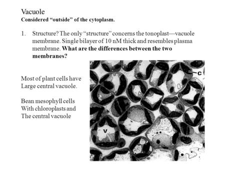 Vacuole Considered “outside” of the cytoplasm.