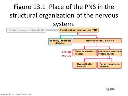 Copyright © 2010 Pearson Education, Inc. Central nervous system (CNS)Peripheral nervous system (PNS) Motor (efferent) divisionSensory (afferent) division.