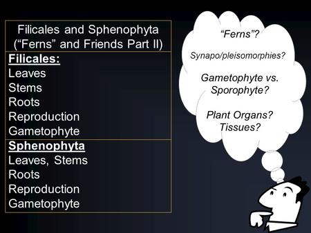 Filicales and Sphenophyta (“Ferns” and Friends Part II) Filicales: Leaves Stems Roots Reproduction Gametophyte Sphenophyta Leaves, Stems Roots Reproduction.