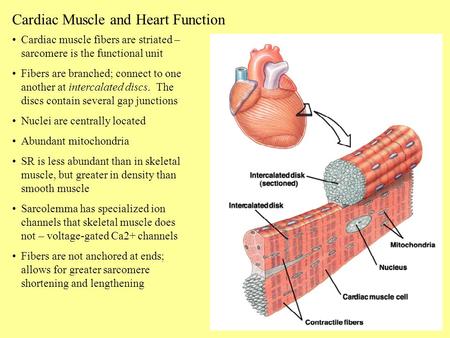 Cardiac Muscle and Heart Function Cardiac muscle fibers are striated – sarcomere is the functional unit Fibers are branched; connect to one another at.