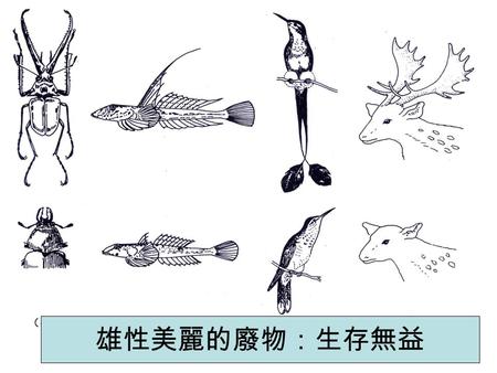 雄性美麗的廢物：生存無益. Sexual dimorphism a) Male, with mane b) Female.