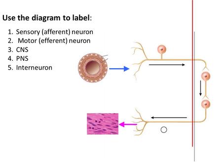 Use the diagram to label: