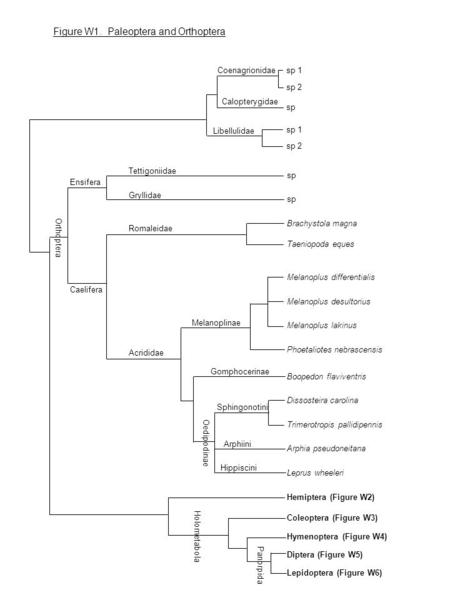 Figure W1. Paleoptera and Orthoptera Tettigoniidae Gryllidae Romaleidae Acrididae Melanoplinae Oedipodinae sp Brachystola magna Melanoplus differentialis.