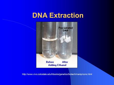 DNA Extraction