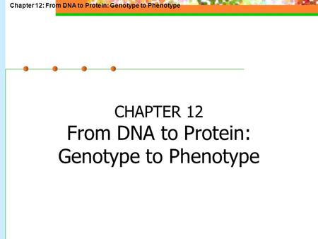 CHAPTER 12 From DNA to Protein: Genotype to Phenotype