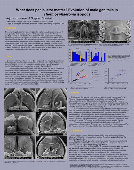 What does penis’ size matter? Evolution of male genitalia in Thermosphaeroma isopods Veijo Jormalainen 1 & Stephen Shuster 2 Hair density Penes shape Bodysize.