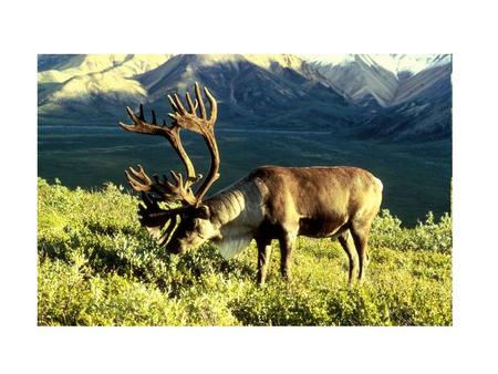 Reindeer. Rangifer tarandus Also known as the caribou Females weight between 130 and 370 lbs and measures 64–81 inches long. Males weight 220–700 lb and.