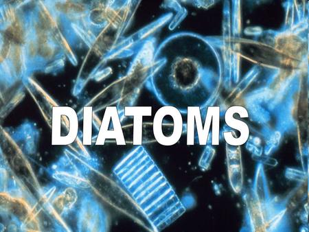 Diatoms Eukaryotic algae Common type of phytoplankton Unicellular or colonies Primary producers in the food chain Over 200 genera of living diatoms, and.