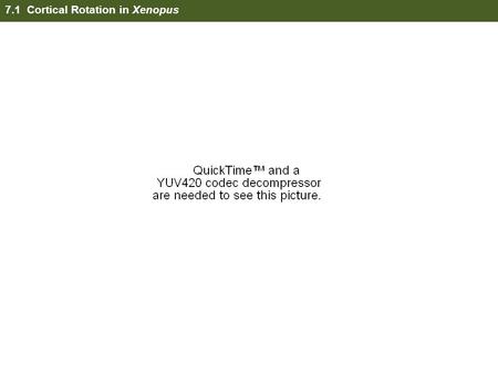 7.1 Cortical Rotation in Xenopus. 7.2 Xenopus Fate Map (External)