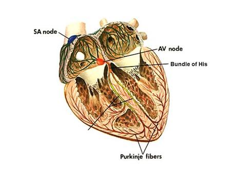 Bundle of His. Atrial systole P wave Ventricular systole QRS wave P Q R S T