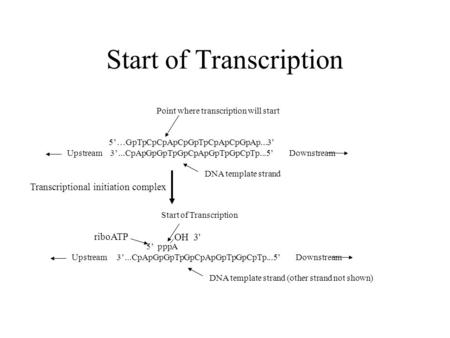 Start of Transcription 5’ pppA Upstream 3’...CpApGpGpTpGpCpApGpTpGpCpTp...5’ Downstream DNA template strand (other strand not shown) OH 3' riboATP Point.