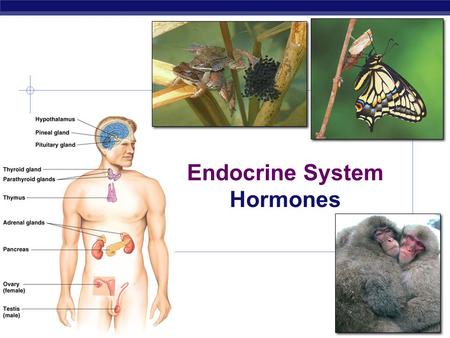 Endocrine System Hormones