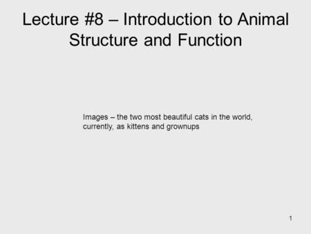 1 Lecture #8 – Introduction to Animal Structure and Function Images – the two most beautiful cats in the world, currently, as kittens and grownups.