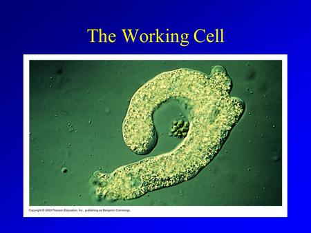 The Working Cell. Energy Living cells use energy All life is dependant on energy conversions Energy = capacity to do work Kinetic energy Potential energy.