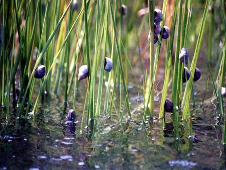 Snails Salt marsh periwinkle, Littoraria irrorata sea snail, a marine gastropod mollusk Found in salt marshes on Atlantic Coast Occur at high densities.