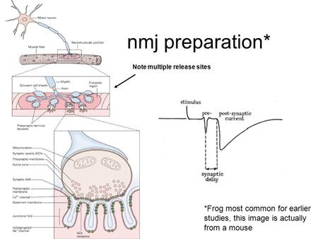 Nmj preparation* Note multiple release sites *Frog most common for earlier studies, this image is actually from a mouse.