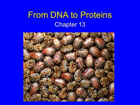 From DNA to Proteins Chapter 13.