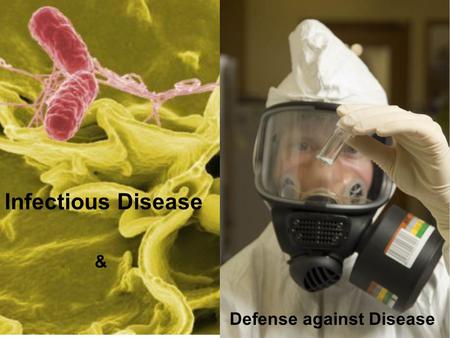 Infectious Disease & Defense against Disease. Figure 17.CO: The Anopheles gambia mosquito is a malaria vector in the Orient. Courtesy of James Gathany/CDC.