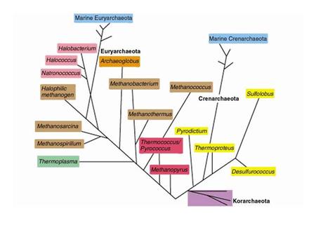 Euryarchaea S metabolizing –Thermococcus Sulfate reducer –Or heterotroph –Archaeoglobus –F420 Thermoplasma –Acidophiles (pH0.8) –Coal refuse piles –Wall-less.