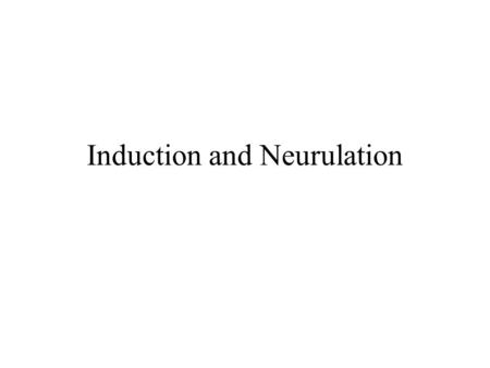 Induction and Neurulation