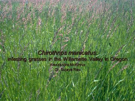 A New Thrips Pest Chirothrips manicatus: infesting grasses in the Willamette Valley in Oregon Alexzandra McKinnis Dr. Sujaya Rao