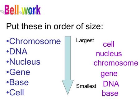 Put these in order of size: Chromosome DNA Nucleus Gene Base Cell Largest Smallest cell nucleus chromosome gene base DNA.