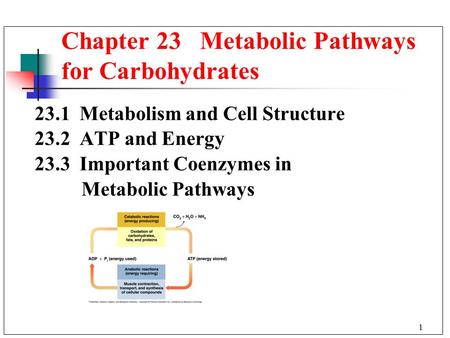 Chapter 23 Metabolic Pathways for Carbohydrates