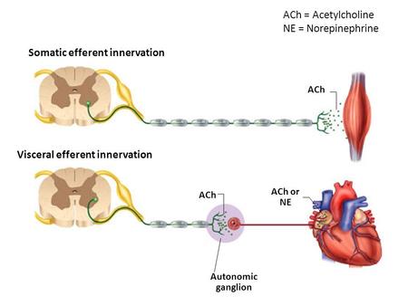 Somatic efferent innervation Visceral efferent innervation