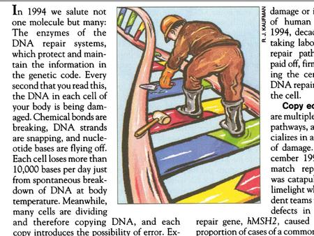 DNA Repair and Mutations Chemical reactions and some physical processes constantly damage genomic DNA –At the molecular level, damage usually involves.