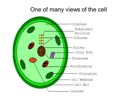 One of many views of the cell. One of many views of the DNA.