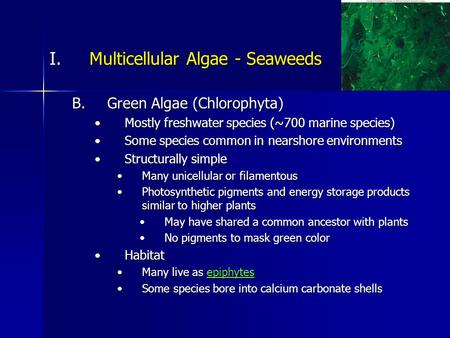 I.Multicellular Algae - Seaweeds B.Green Algae (Chlorophyta) Mostly freshwater species (~700 marine species)Mostly freshwater species (~700 marine species)