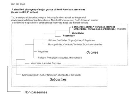 BIO 527 2008 A simplified phylogeny of major groups of North American passerines (based on Gill 3 rd edition) You are responsible for knowing the following.