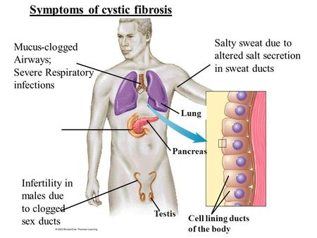 Salty sweat due to altered salt secretion in sweat ducts Lung Pancreas Testis Infertility in males due to clogged sex ducts Mucus-clogged Airways; Severe.