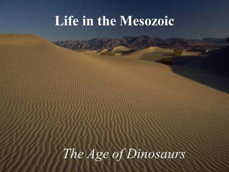 Life in the Mesozoic The Age of Dinosaurs. Mesozoic Life Highlights Oceans repopulated with “Modern Fauna” Dominant land animals - Dinosaurs First Flowering.