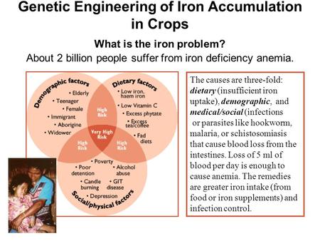 Genetic Engineering of Iron Accumulation in Crops What is the iron problem? About 2 billion people suffer from iron deficiency anemia. The causes are.