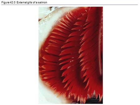 Figure 42.0 External gills of a salmon. Figure 42.1 Internal transport in the cnidarian Aurelia.