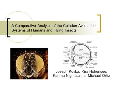 A Comparative Analysis of the Collision Avoidance Systems of Humans and Flying Insects Joseph Kovba, Kira Hohensee, Karima Nigmatulina, Michael Ortiz.