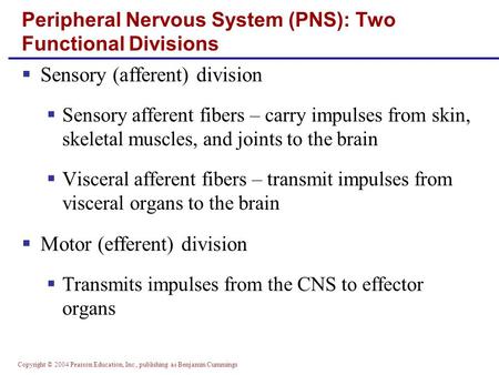 Copyright © 2004 Pearson Education, Inc., publishing as Benjamin Cummings  Sensory (afferent) division  Sensory afferent fibers – carry impulses from.