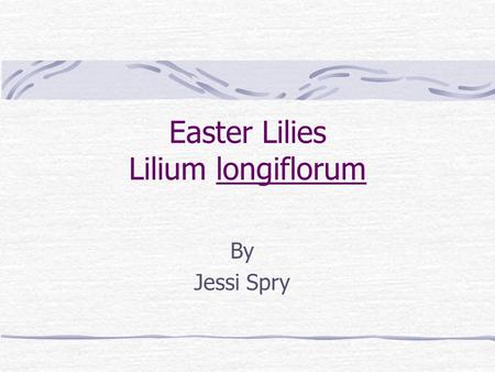 Easter Lilies Lilium longiflorum By Jessi Spry. History Native to Japan and its surrounding Islands. In 1898 bulb production in the US started. They can.