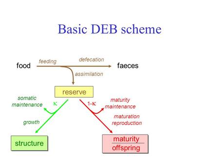 1-  maturity maintenance maturity offspring maturation reproduction Basic DEB scheme foodfaeces assimilation reserve feeding defecation structure somatic.