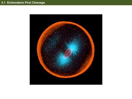 5.1 Echinoderm First Cleavage. 5.2 Echinoderm Second Cleavage.