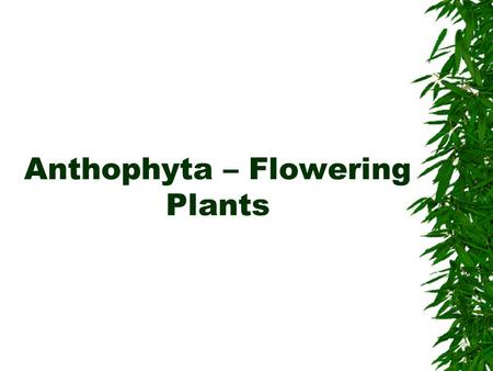 Anthophyta – Flowering Plants