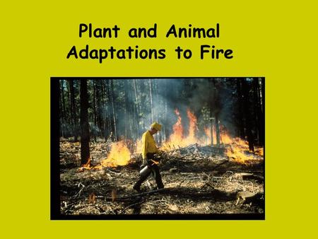 Plant and Animal Adaptations to Fire. What is Evolution?? All changes that have transformed life on Earth from its earliest beginnings to the diversity.