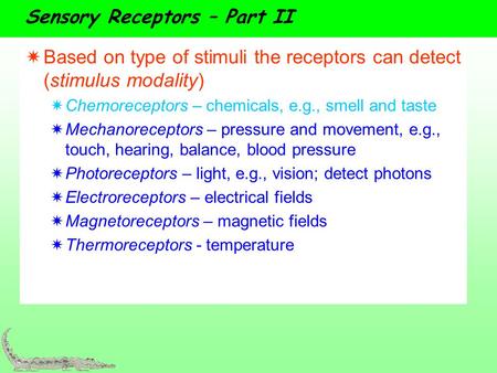 Sensory Receptors – Part II