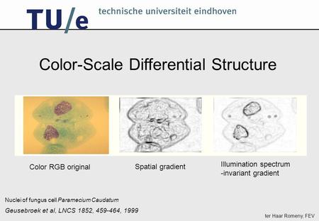 Ter Haar Romeny, FEV Nuclei of fungus cell Paramecium Caudatum Spatial gradient Illumination spectrum -invariant gradient Color RGB original Color-Scale.