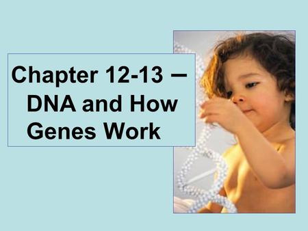 Chapter 12-13 – DNA and How Genes Work. What is transforming agent? DNA or protein? Avery, MacLeod and McCarty.