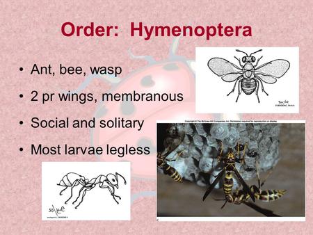 Order: Hymenoptera Ant, bee, wasp 2 pr wings, membranous