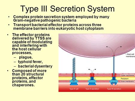 Type III Secretion System